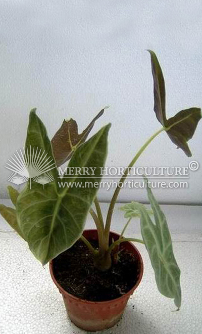 Alocasia Korthalsii